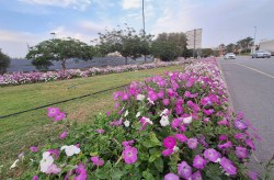 رایحه‌ی گل‌های بهاری در جزیره پیچید/ کاشت 12 میلیون و 500 هزار گل در کیش