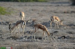 سرشماری آهوان کیش با مشارکت کیشوندان